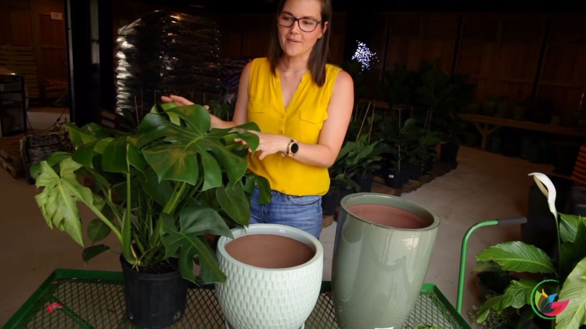 How to Display a Monstera Plant in Your Home